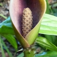 Lasia spinosa (L.) Thwaites